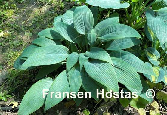 Hosta Blue Tooth